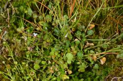 Cardamine panatohea. Plant with rosette leaves.
 Image: P.J. de Lange © P.J. de Lange 2015 All rights reserved